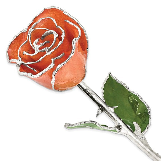 Orange Silver Dipped Rose