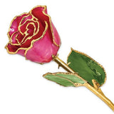 Nespoli Jewelers Plum Fuchsia 24k Gold Dipped Rose